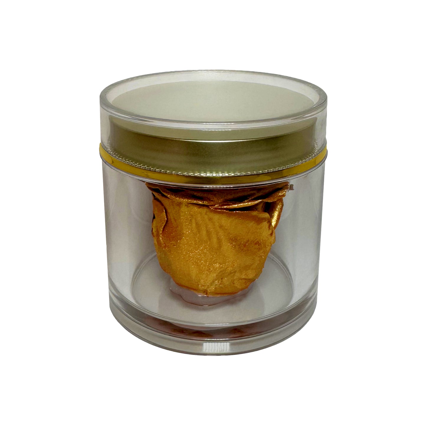 Luxury eternal gold rose preserved inside clear acrylic display with white satin ribbon
