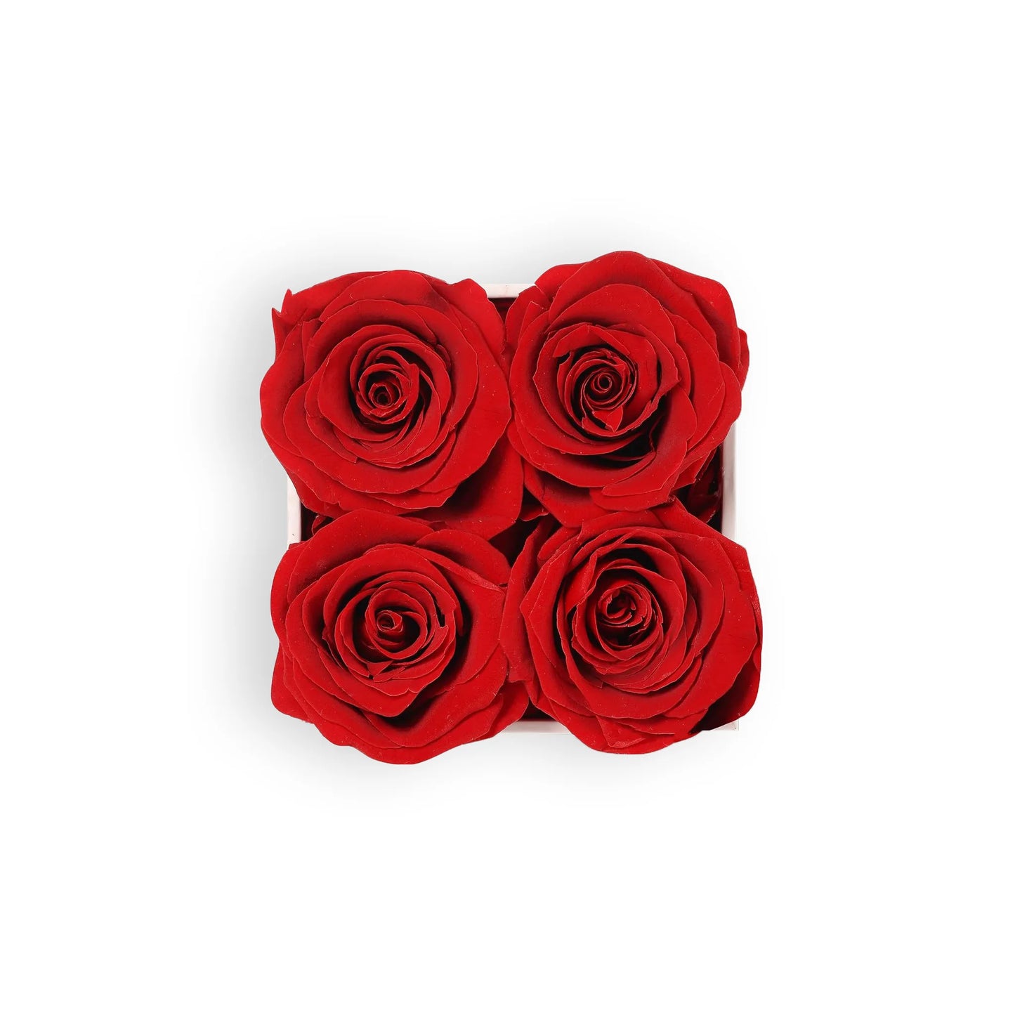 Top view of white square box with 4 preserved red roses – elegant everlasting roses gift